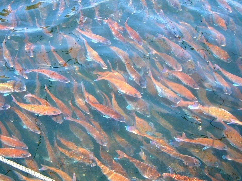 活魚商品へのリンク