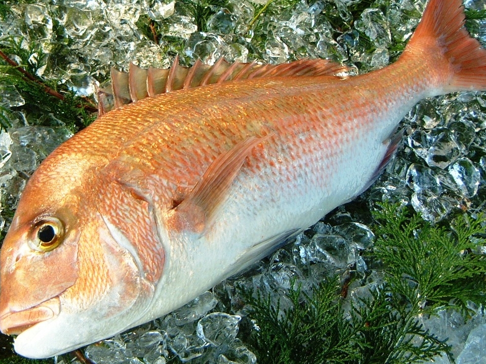 鮮魚商品へのリンク